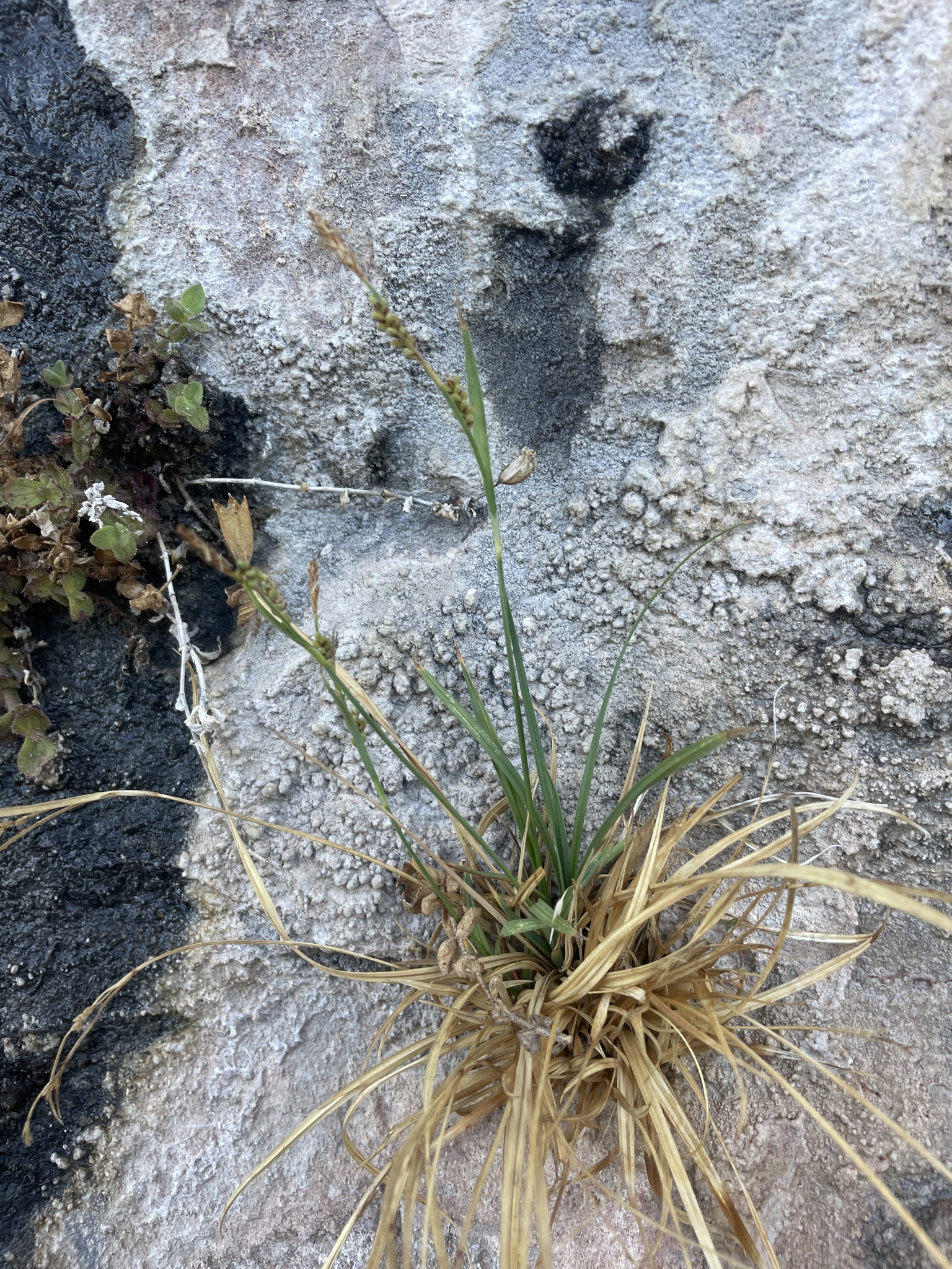 Carex specuicola