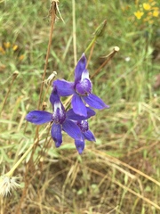Delphinium parryi maritimum