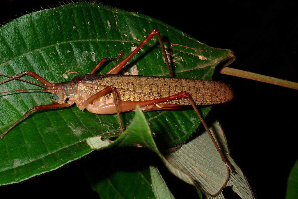 Leptotettix falconarius