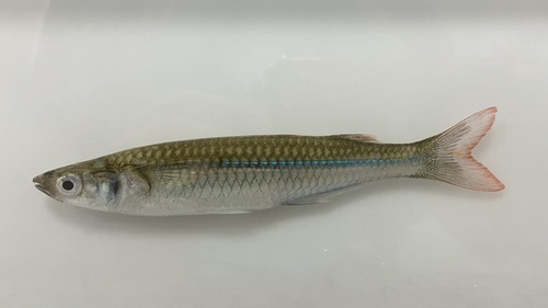Brazilian silverside (Atherinella brasiliensis) — Atherinopsidae — 2