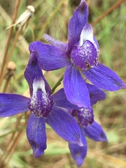 Delphinium parryi maritimum