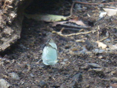 Itaballia demophile centralis