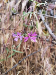 Clarkia xantiana