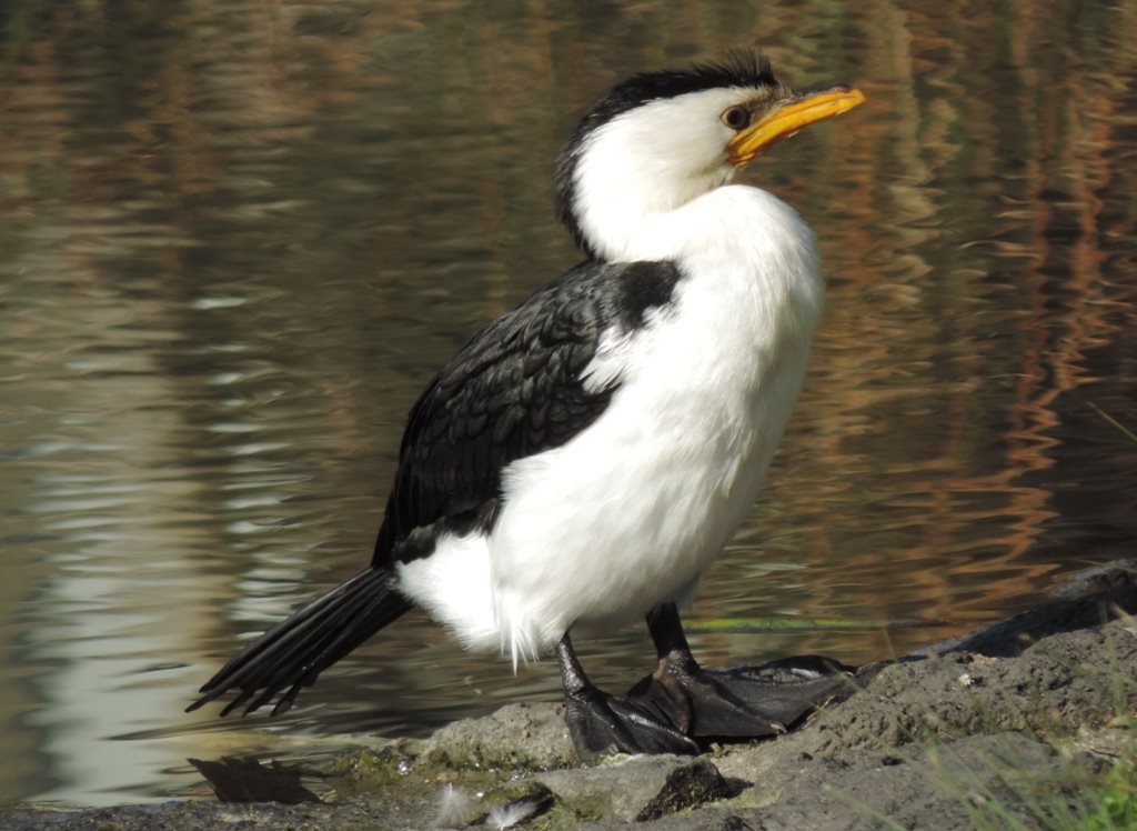 Little Pied Cormorant (Phalacrocorax melanoleucos) (Birds of the