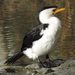 Little Pied Cormorant - Photo (c) Anna Lanigan, some rights reserved (CC BY-NC-SA)