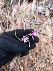 Clarkia xantiana