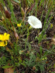 Calystegia stebbinsii