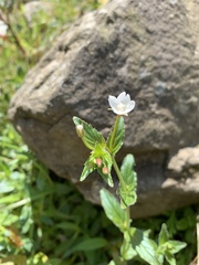 Epilobium amurense