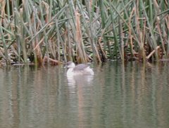 Poliocephalus poliocephalus