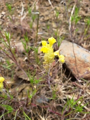 Castilleja lacera