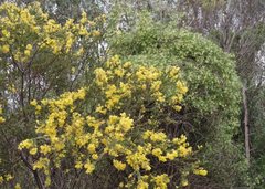 Acacia