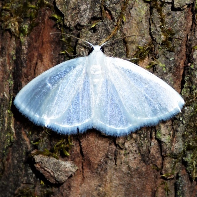 White Spring Moth from 5373 Fitzgerald Rd, Burdett, NY 14818, USA on ...