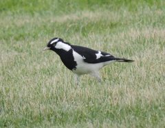 Grallina cyanoleuca