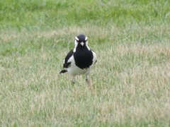 Grallina cyanoleuca