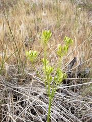 Lomatium marginatum marginatum