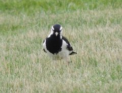 Grallina cyanoleuca