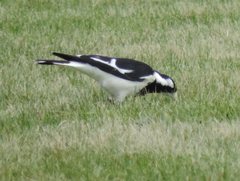 Grallina cyanoleuca