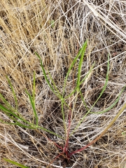 Lomatium marginatum marginatum