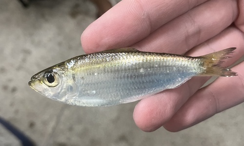 Blackbill sprat (Harengula clupeola) — Clupeidae — 3