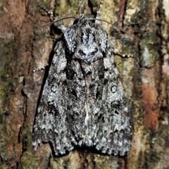 Acronicta impressa