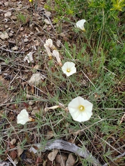 Calystegia stebbinsii