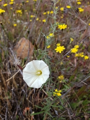 Calystegia stebbinsii