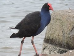 Porphyrio melanotus