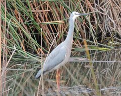 Egretta novaehollandiae