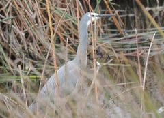 Egretta novaehollandiae
