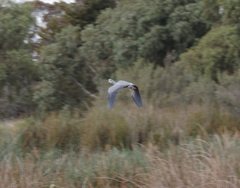 Egretta novaehollandiae