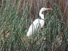 Ardea alba modesta