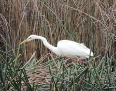 Ardea alba modesta