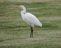 Ardea alba modesta