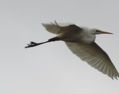 Ardea alba modesta