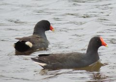 Gallinula tenebrosa