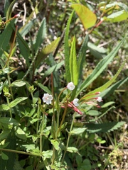 Epilobium amurense