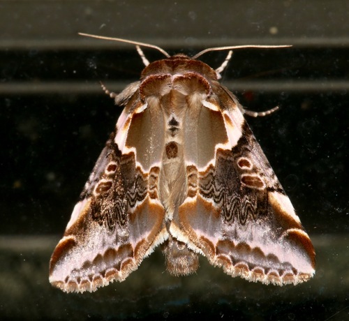 Glorious Habrosyne Moth photo 2