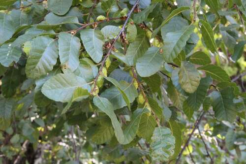 Image of Nothofagus macrocarpa by (c) Cesar Ormazabal, some rights reserved (CC BY)