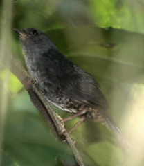Scytalopus pachecoi