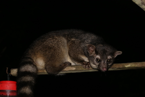 Bassariscus sumichrasti