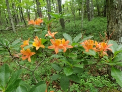 Rhododendron cumberlandense