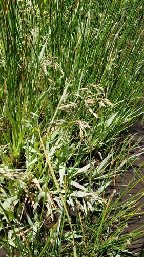 Foto de Capim-arroz