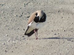 Vanellus tricolor