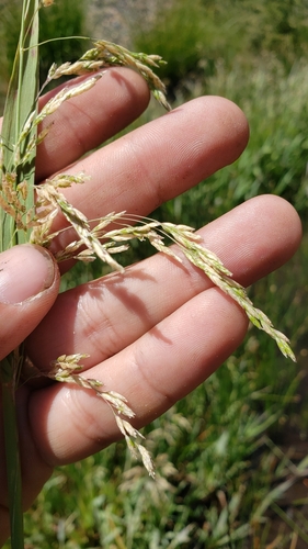 Foto de Capim-arroz