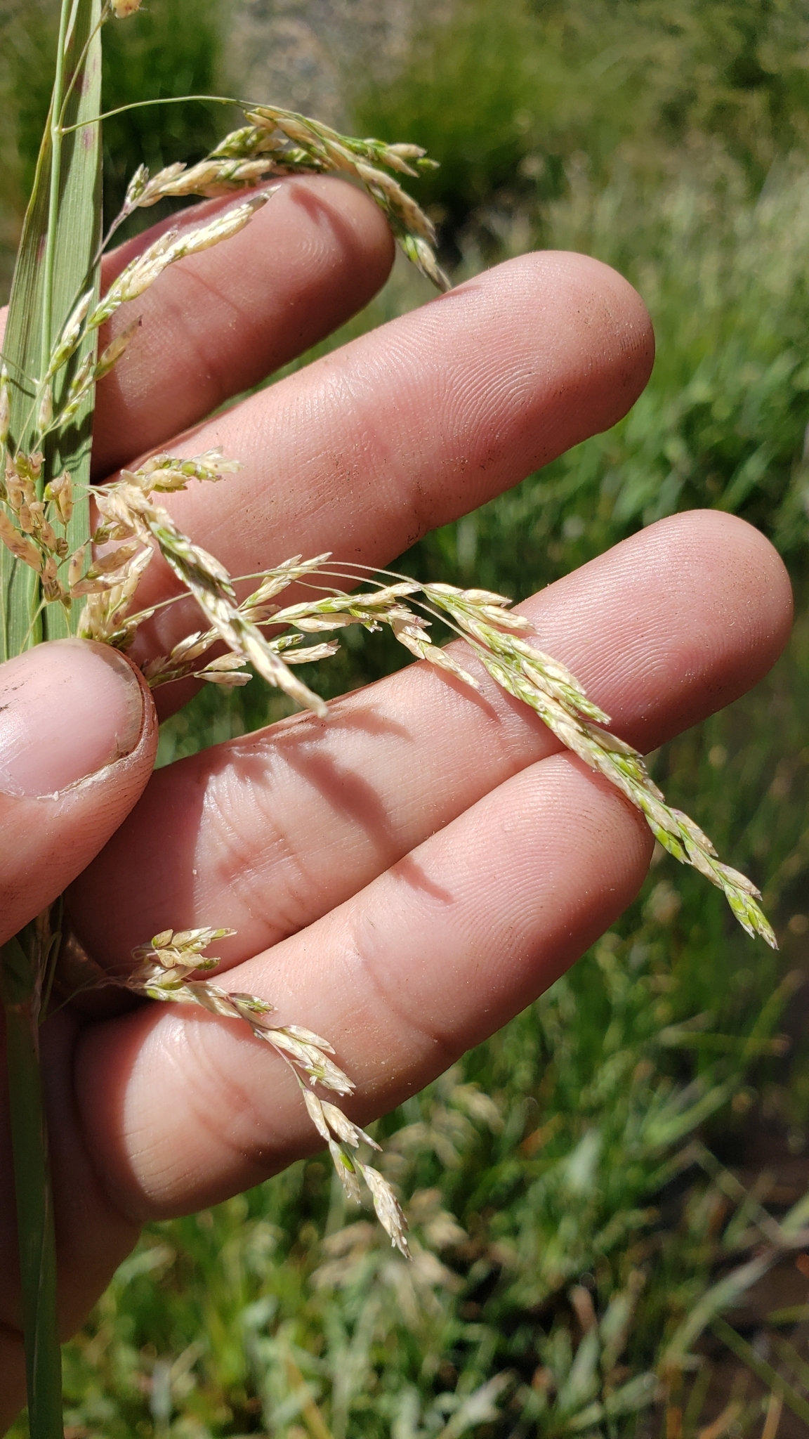Imagem de Capim-arroz