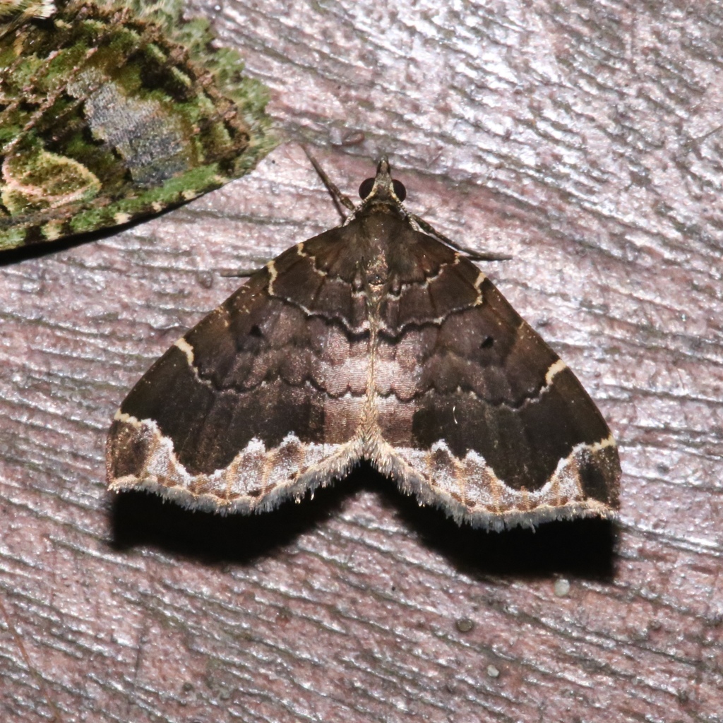 Perizoma cinereolimitata