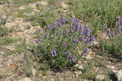 Dracocephalum fruticulosum