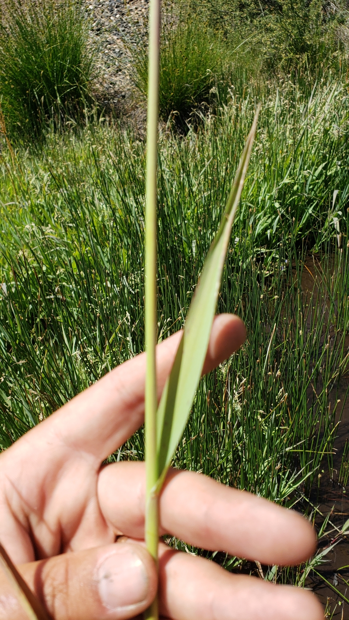 Imagem de Capim-arroz