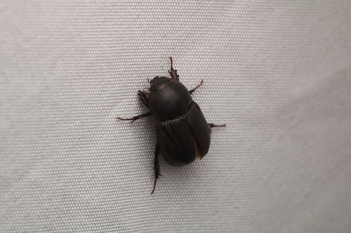Sugarcane Beetle photo 5