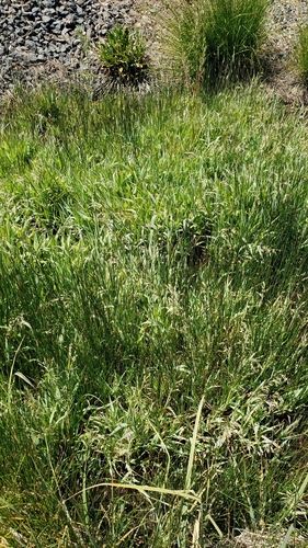 Foto de Capim-arroz
